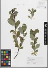 Foto von Salix glabra Scop.